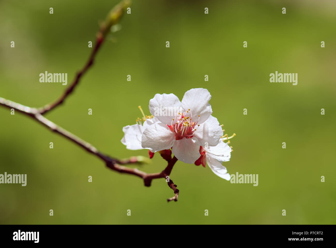 Apricot tree blossoms Stock Photo Alamy