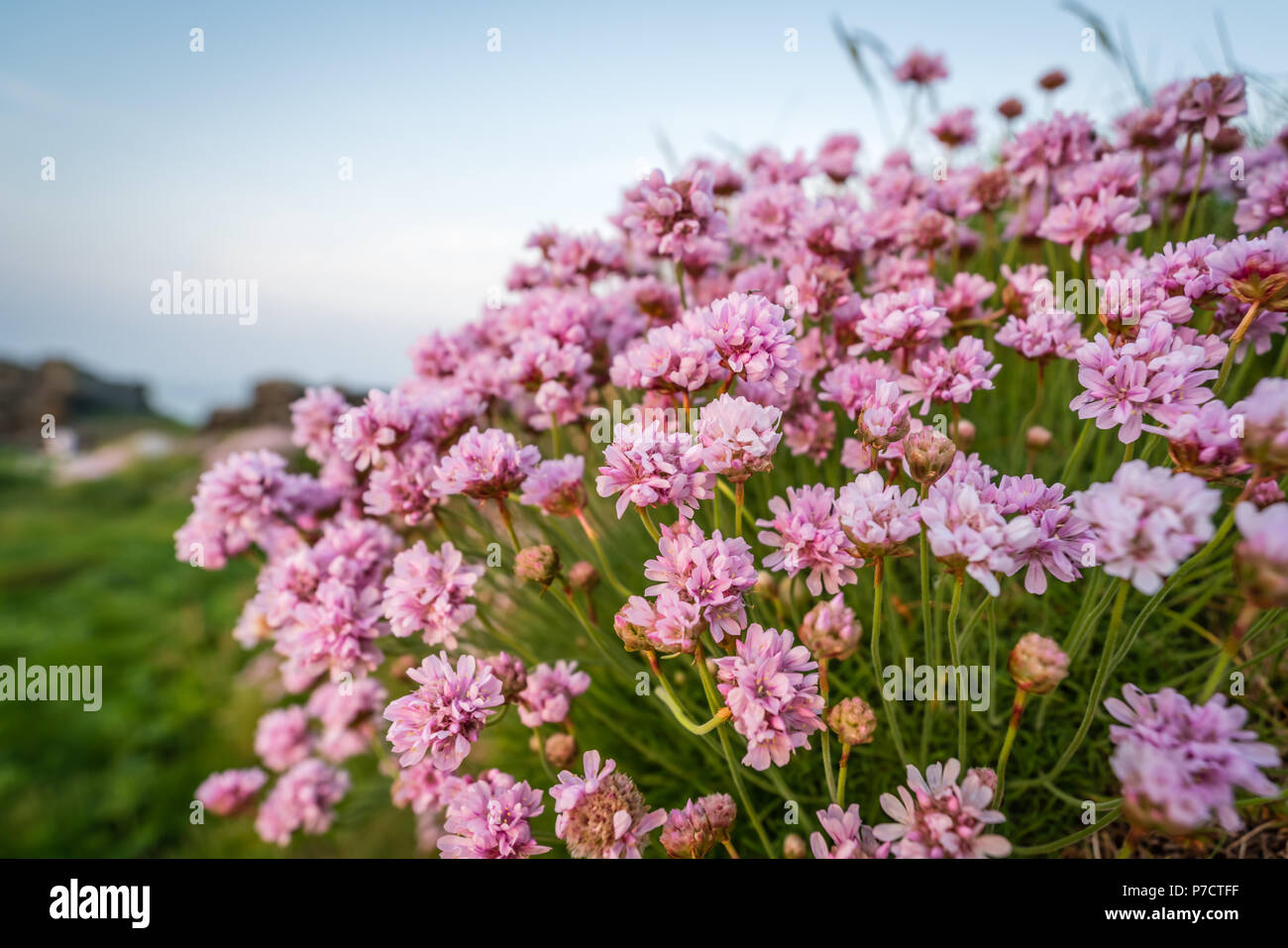 Cornish flower called Pink sea thrift growing on a rock outcrop, Lands End, Cornwall, UK Stock Photo