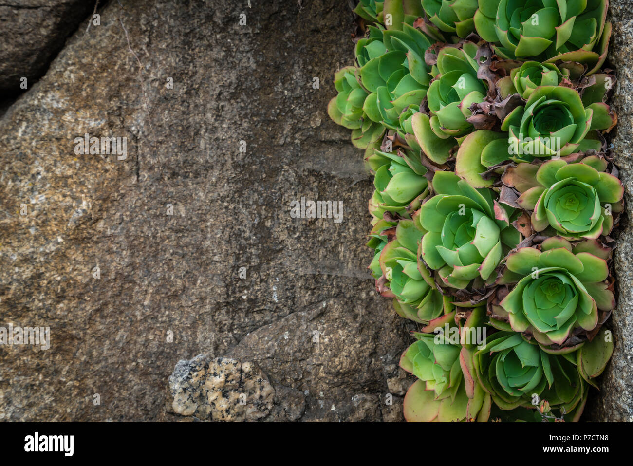 Closeup of an Aeonium succulent plant photographed in the tropical terraced gardens on the St Michaels Mount in Cornwall, UK Stock Photo