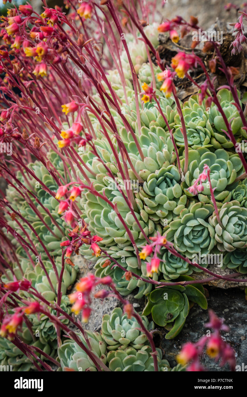 Closeup of an Aeonium succulent plant photographed in the tropical terraced gardens on the St Michaels Mount in Cornwall, UK Stock Photo