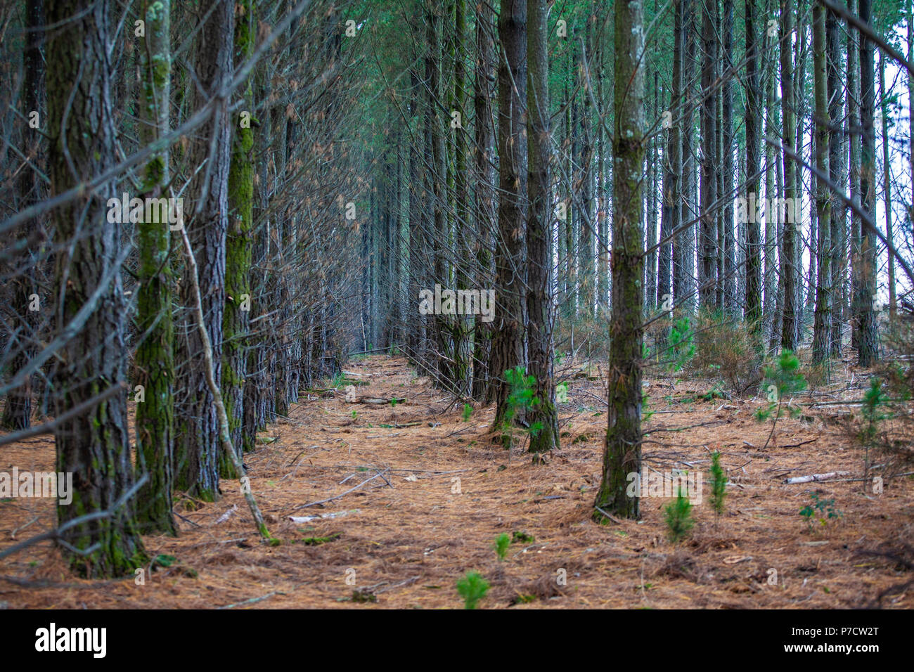 Rows of coniferous trees on a tree farm in Australia Stock Photo