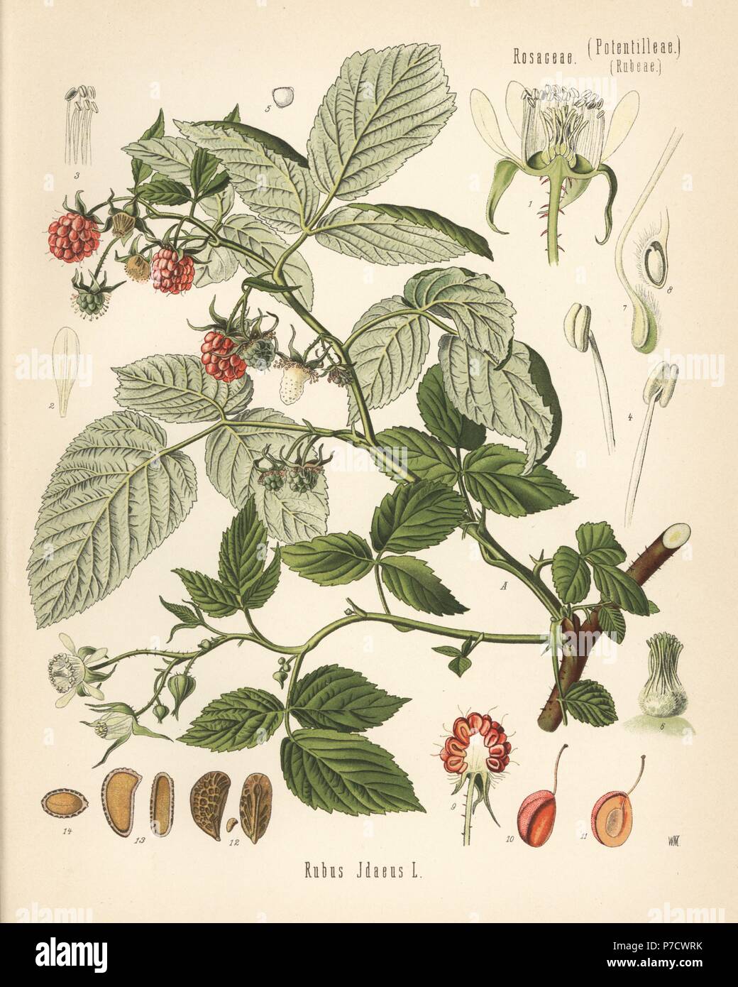 Raspberry, Rubus idaeus. Chromolithograph after a botanical illustration by Walther Muller from Hermann Adolph Koehler's Medicinal Plants, edited by Gustav Pabst, Koehler, Germany, 1887. Stock Photo