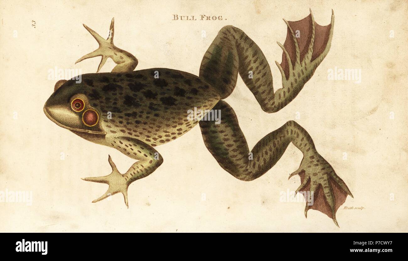 American bullfrog, Lithobates catesbeianus (Bull frog, Rana catesbeiana). Handcoloured copperplate engraving by Heath after an illustration by George Shaw from his General Zoology, Amphibia, London, 1801. Stock Photo