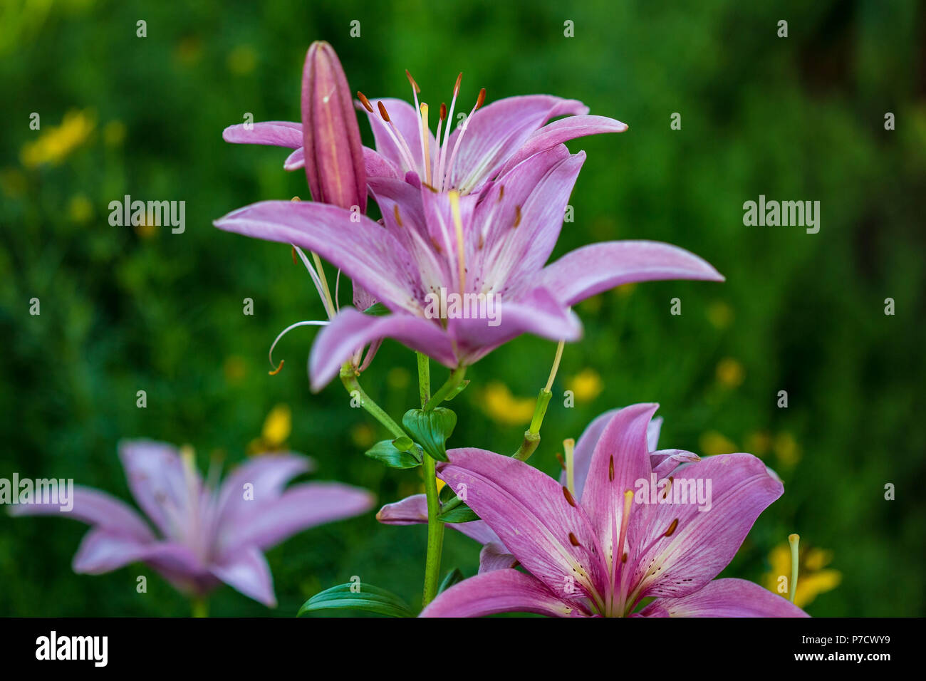 the view from the pink lily section of the garden at sunrise Stock Photo
