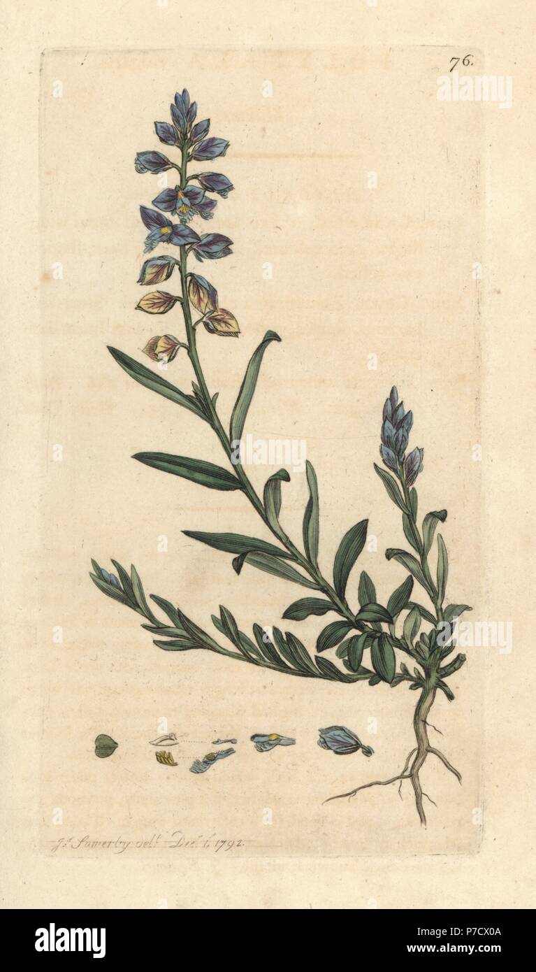 Milkwort, Polygala vulgaris. Handcoloured copperplate engraving after an illustration by James Sowerby from James Smith's English Botany, London, 1791. Stock Photo