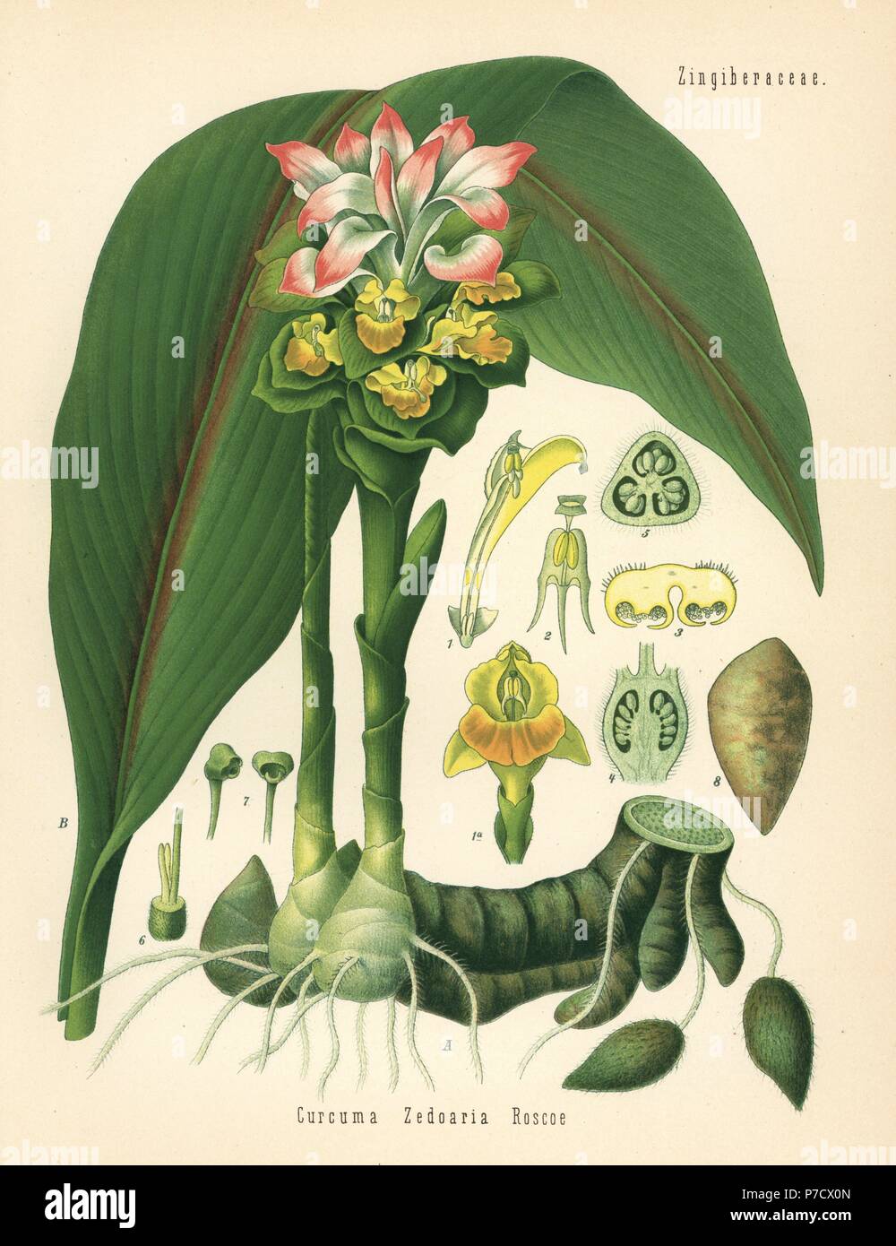 Zedoary or white turmeric, Curcuma zedoaria. Chromolithograph after a botanical illustration from Hermann Adolph Koehler's Medicinal Plants, edited by Gustav Pabst, Koehler, Germany, 1887. Stock Photo