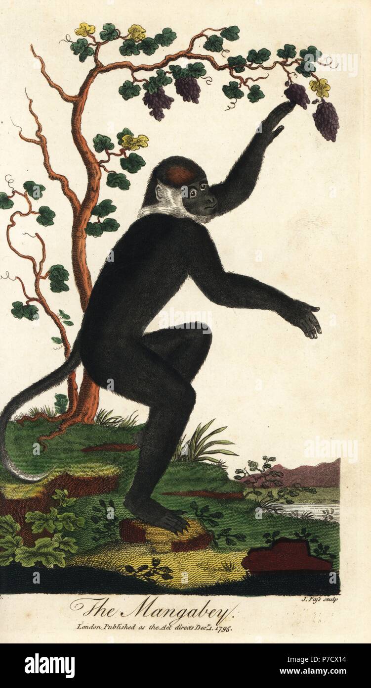 Collared mangabey, Cercocebus torquatus, vulnerable. Handcoloured copperplate engraving by John Pass after an illustration by Johann Jakob Ihle from Ebenezer Sibly's Universal System of Natural History, London, 1796. Stock Photo