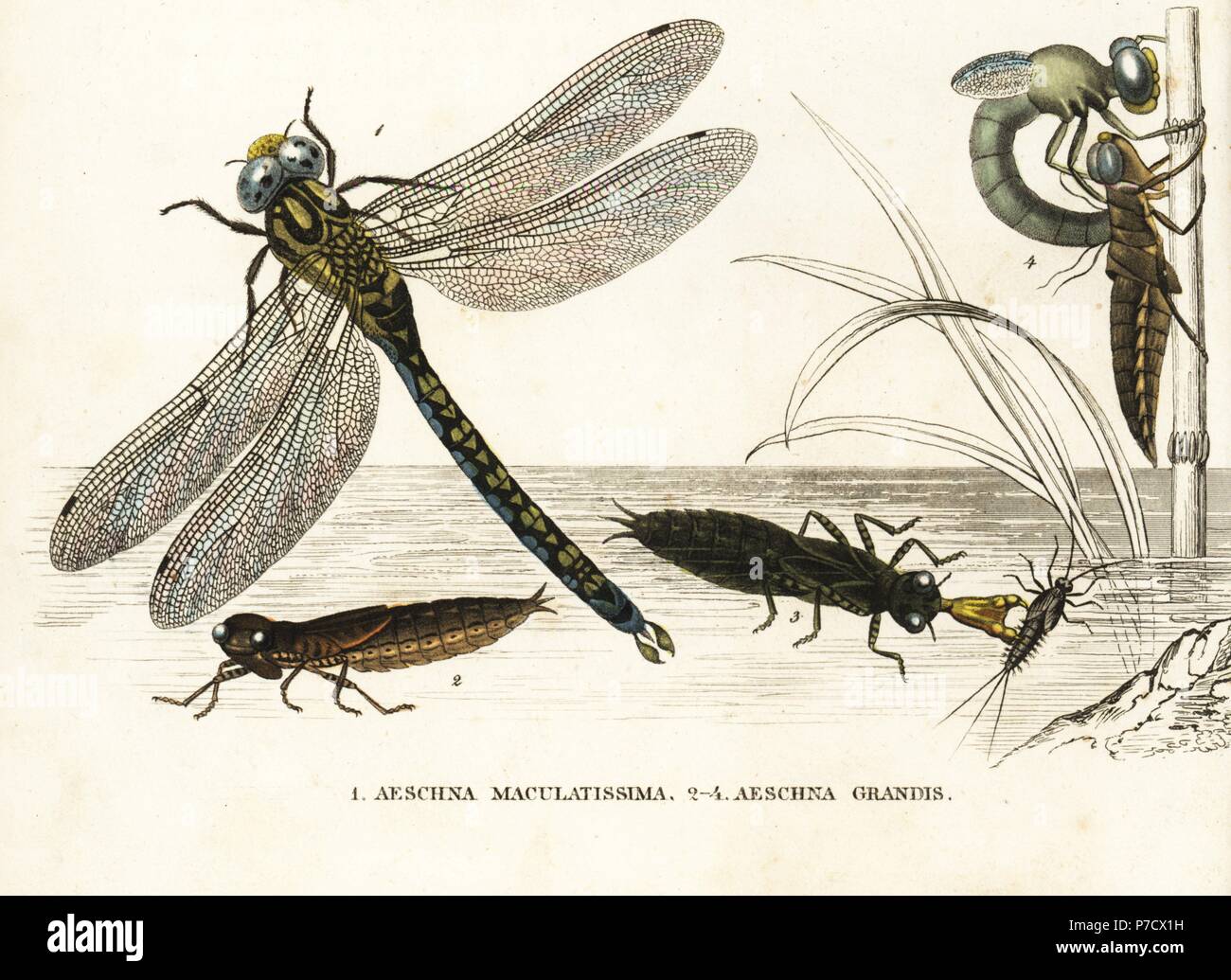 Southern hawker or blue hawker dragonfly, Aeshna cyanea (Aeschna maculatissima), and brown hawker, Aeshna grandis, nymph, and during metamorphosis. Handcoloured lithograph from Georg Friedrich Treitschke's Gallery of Natural History, Naturhistorischer Bildersaal des Thierreiches, Liepzig, 1842. Stock Photo