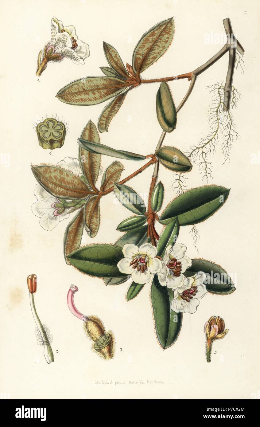 Rhododendron pendulum. Copied from Joseph Dalton Hooker. Handcoloured lithograph from Louis van Houtte and Charles Lemaire's Flowers of the Gardens and Hothouses of Europe, Flore des Serres et des Jardins de l'Europe, Ghent, Belgium, 1851. Stock Photo