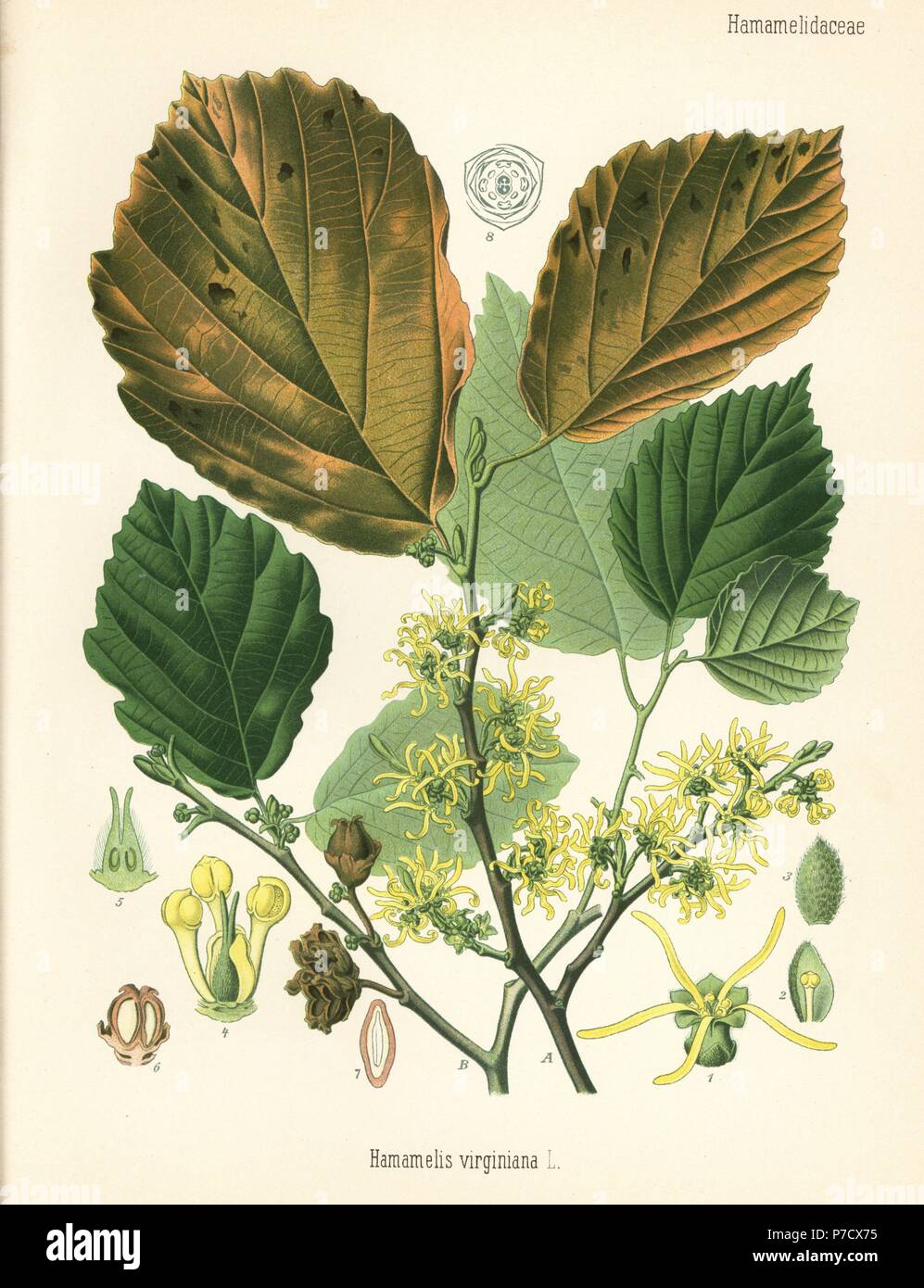 American witch-hazel, Hamamelis virginiana. Chromolithograph after a botanical illustration from Hermann Adolph Koehler's Medicinal Plants, edited by Gustav Pabst, Koehler, Germany, 1887. Stock Photo