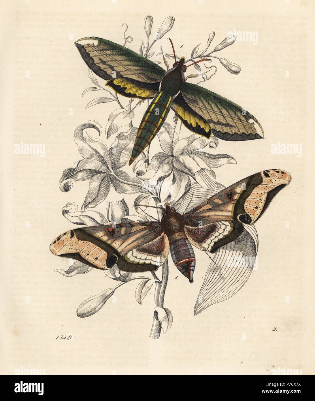 Nessus sphinx, Amphion floridensis 1, and Amplypterus panopus 2 moths. Handcoloured lithograph from Carl Hoffmann's Book of the World, Stuttgart, 1849. Stock Photo