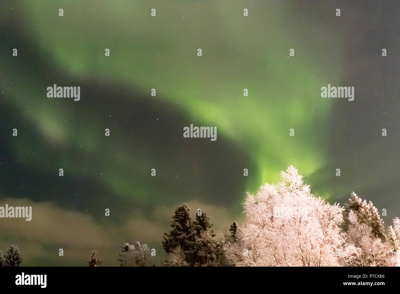 northern lights, aurora borealis over trees Stock Photo - Alamy