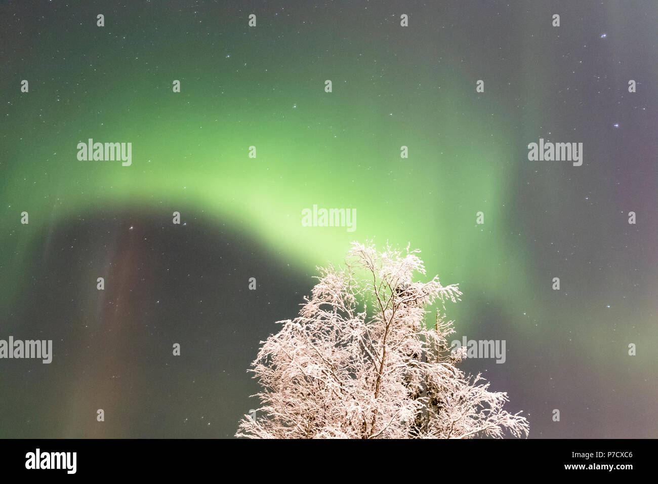 northern lights, aurora borealis over trees Stock Photo - Alamy