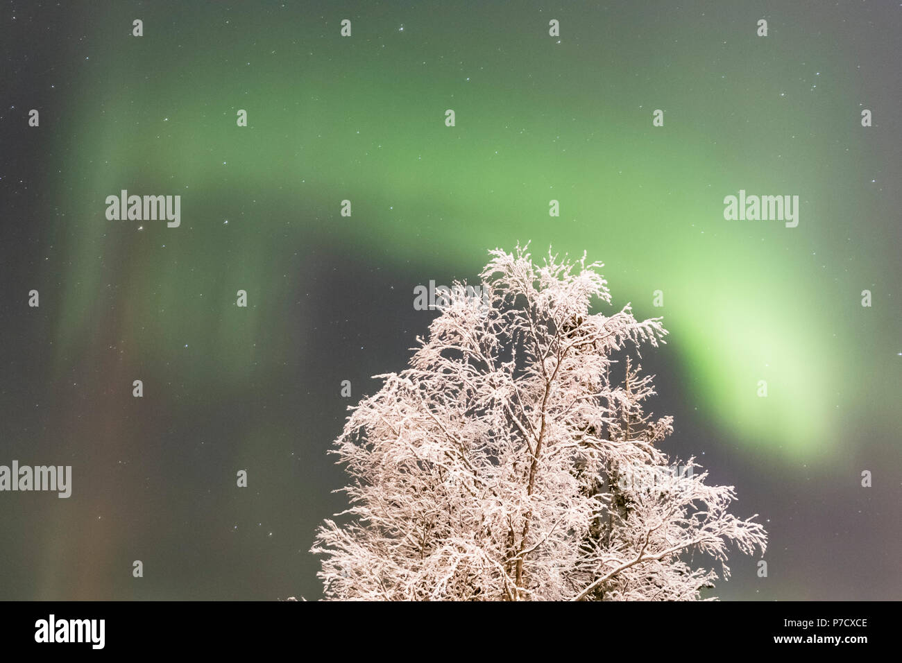northern lights, aurora borealis over trees Stock Photo - Alamy