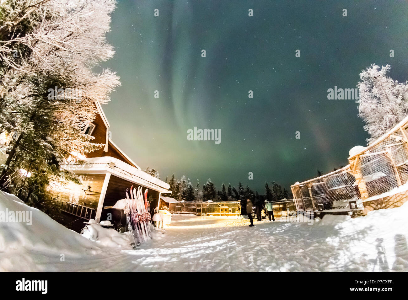 northern lights, aurora borealis over trees Stock Photo - Alamy