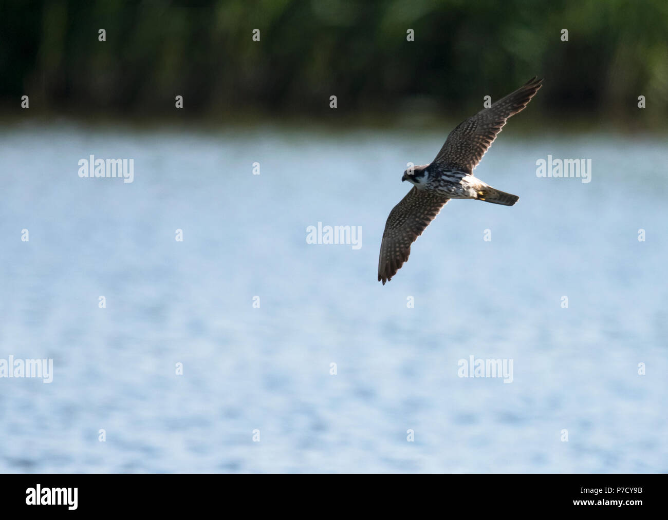 Dragonflies great britain hi-res stock photography and images - Alamy