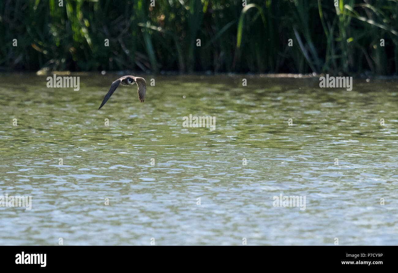 Dragonflies great britain hi-res stock photography and images - Alamy