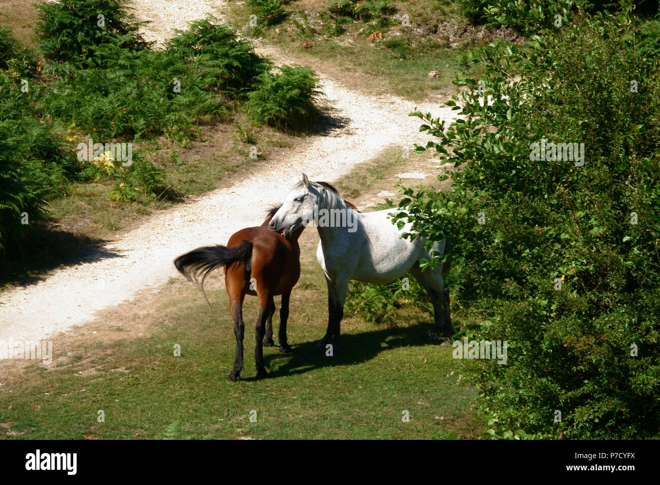 Bramshaw, Hampshire, UK -  July, 2018  Iconic 'New Forest Ponies' graze on Bramshaw Golf Club's 6th hole in the New Forest, Hampshire, Southern UK Stock Photo