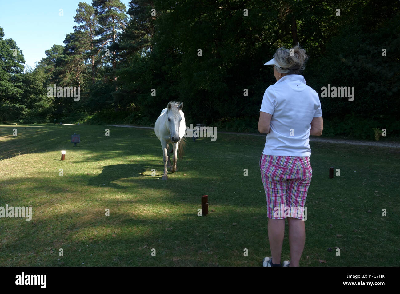 Bramshaw, Hampshire, UK -  July, 2018  Iconic 'New Forest Pony' approaches lady golfer on Bramshaw Golf Club's 10th hole in the New Forest, Hampshire, Stock Photo