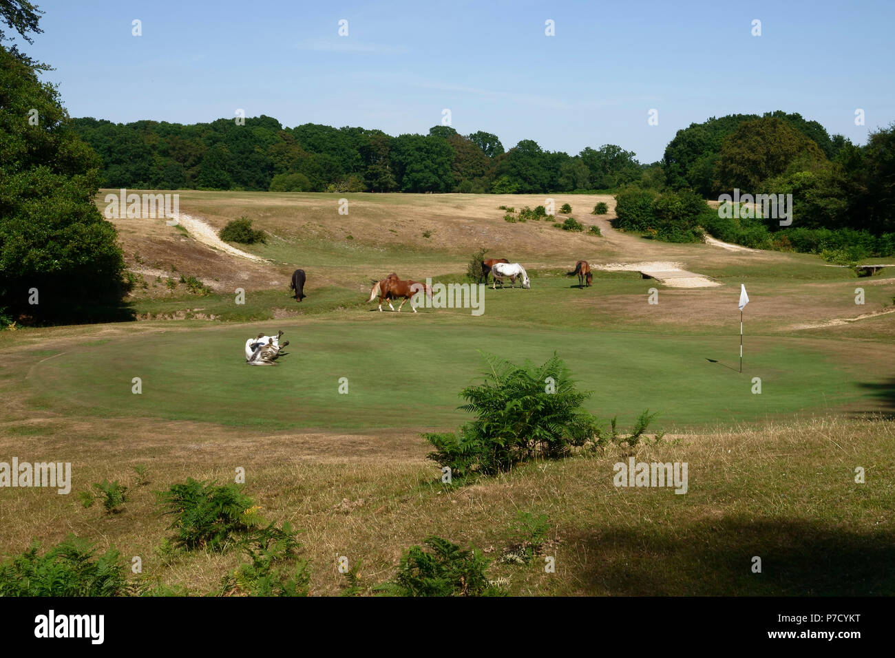 Bramshaw, Hampshire, UK -  July, 2018  Iconic 'New Forest Ponies' graze on Bramshaw Golf Club's 6th hole in the New Forest, Hampshire, Southern UK Stock Photo