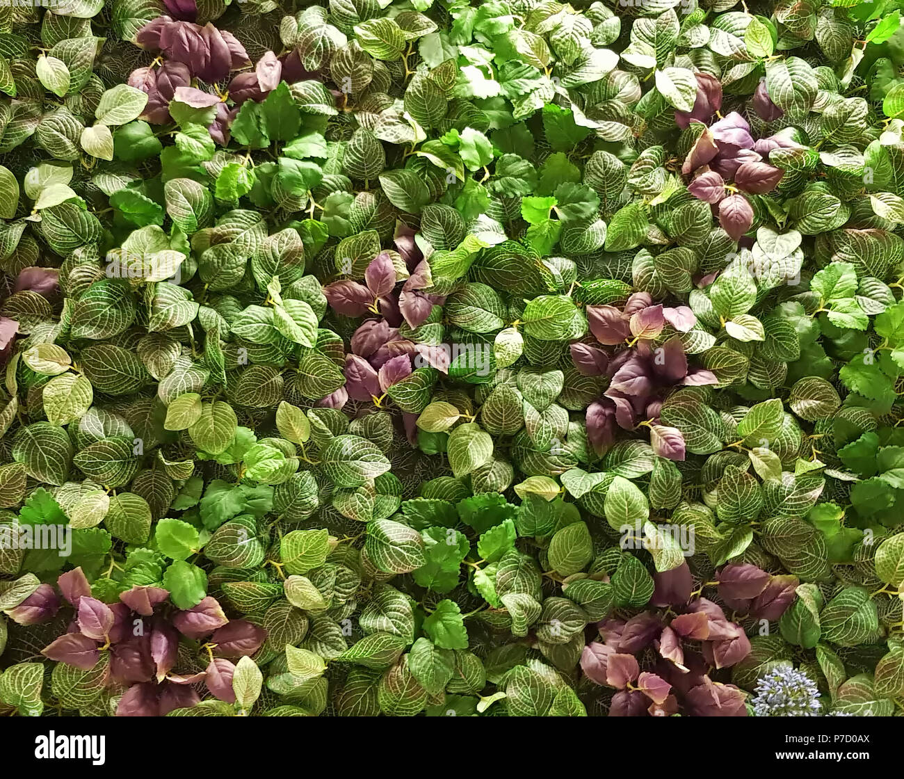 Green leaf wall. Seamless endless pattern. Stock Photo
