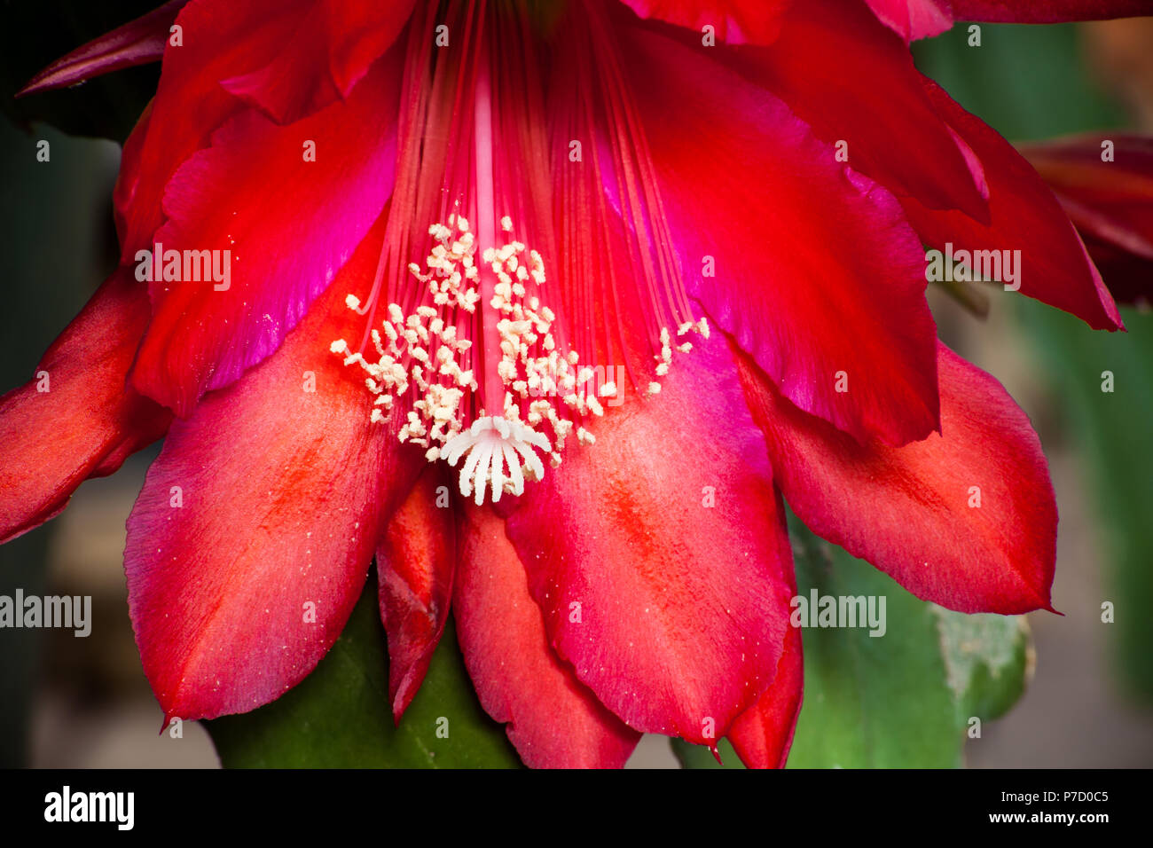 Red Cactus Flower 2 Stock Photo
