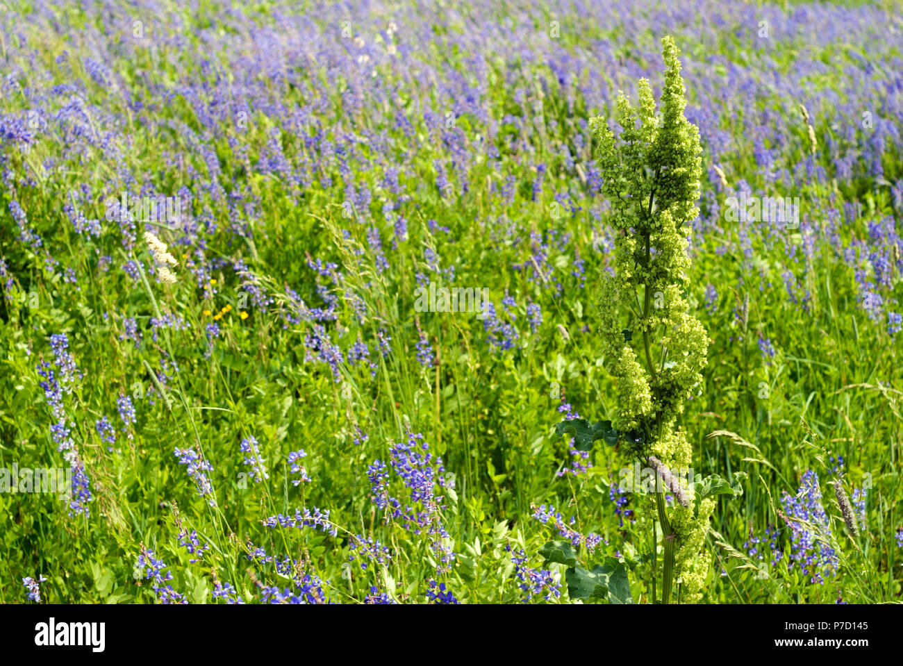 Feed on dock plants hi-res stock photography and images - Alamy