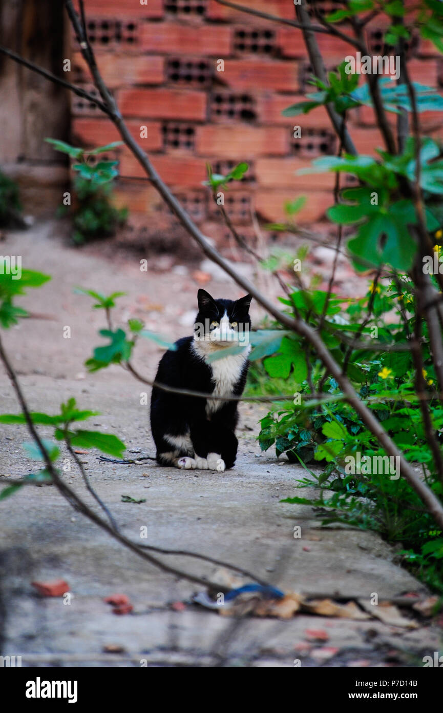 Stray cat living in an alley Stock Photo