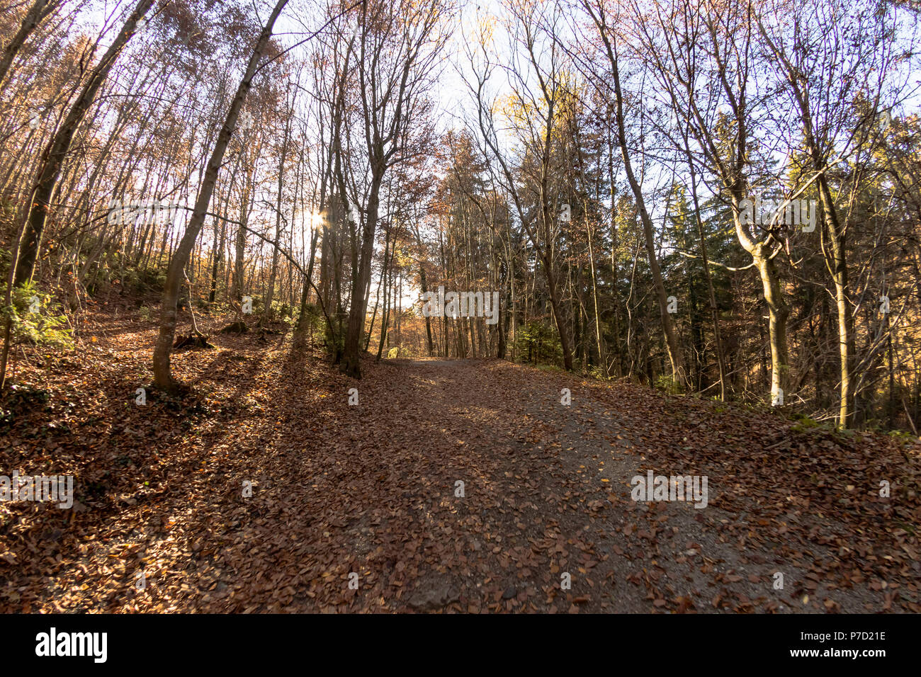 Path through lush forest hi-res stock photography and images - Alamy