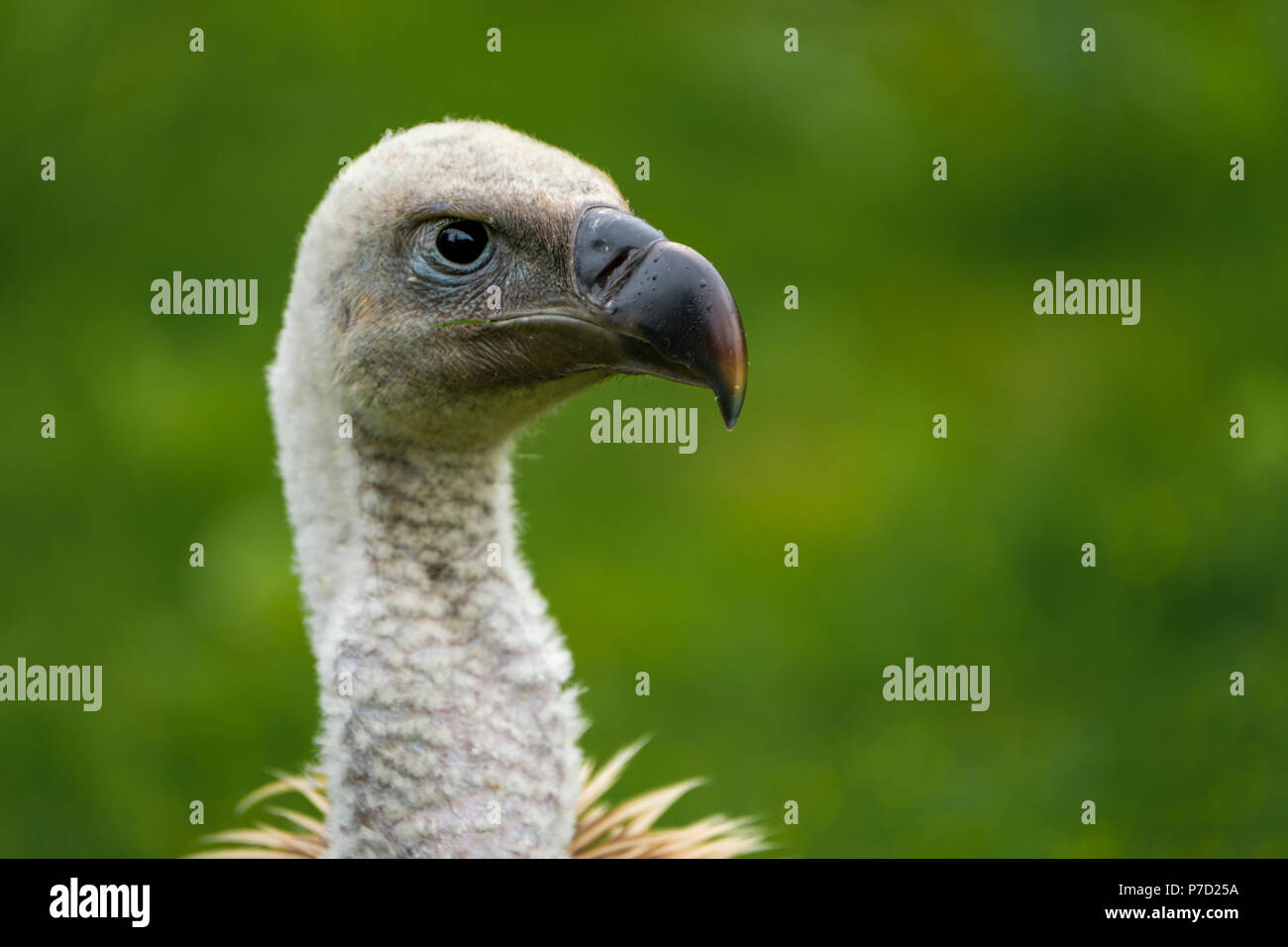 Ruppells griffon vulture hi-res stock photography and images - Alamy