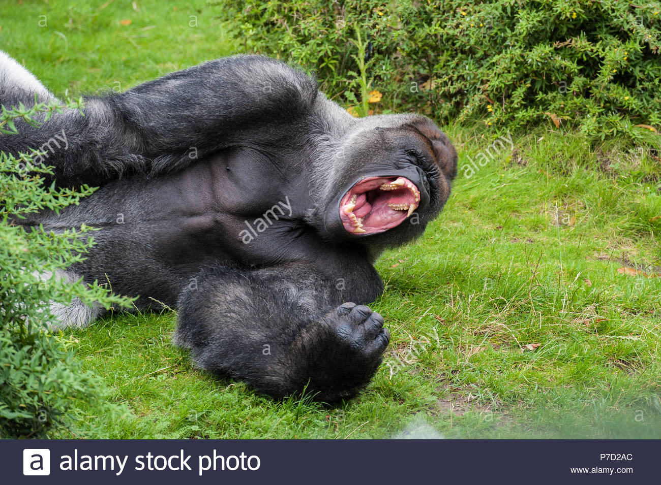 silverback gorilla teeth