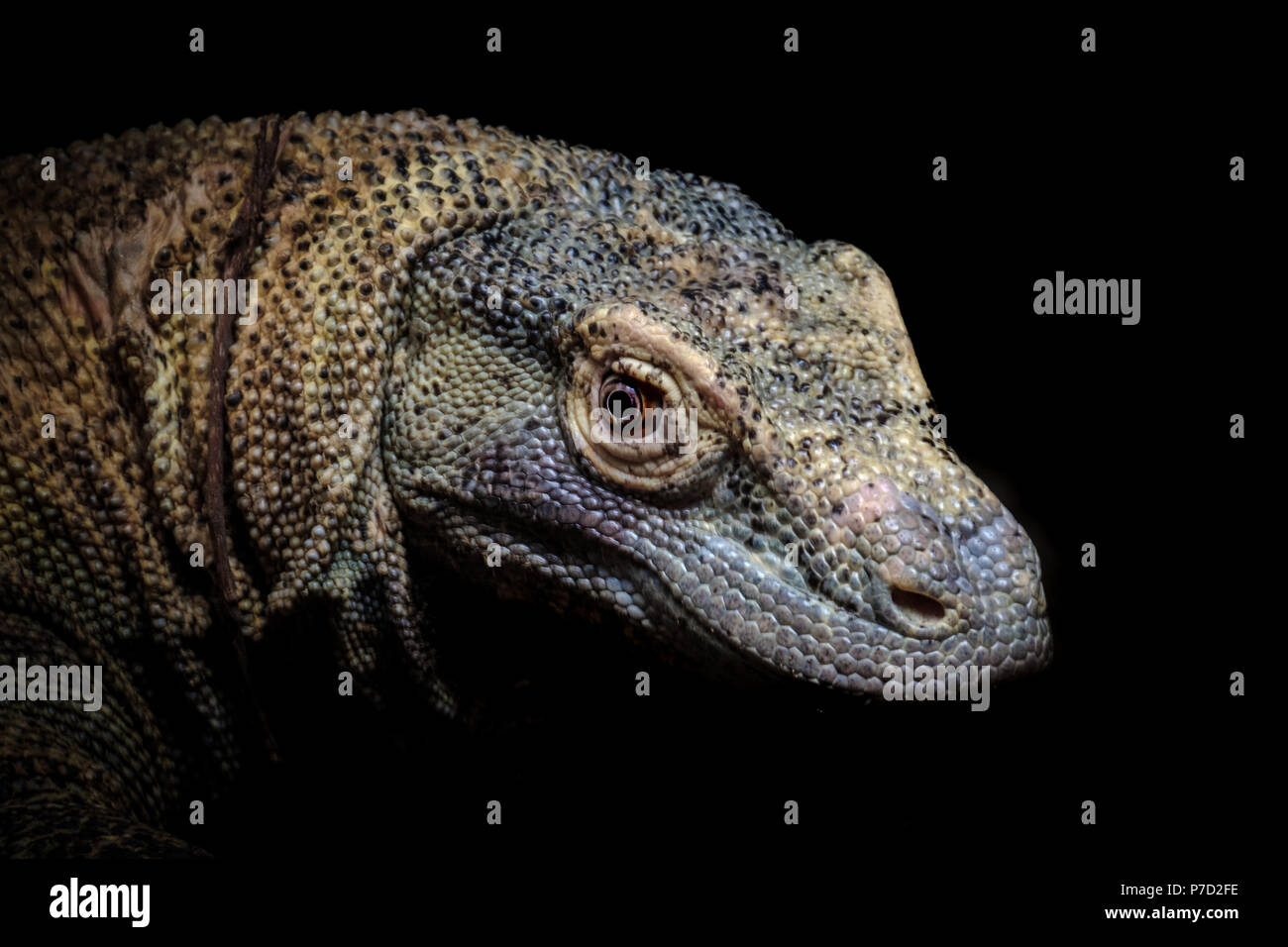 A portrait of a Komodo Dragon (Varanus Komodoensis) Stock Photo