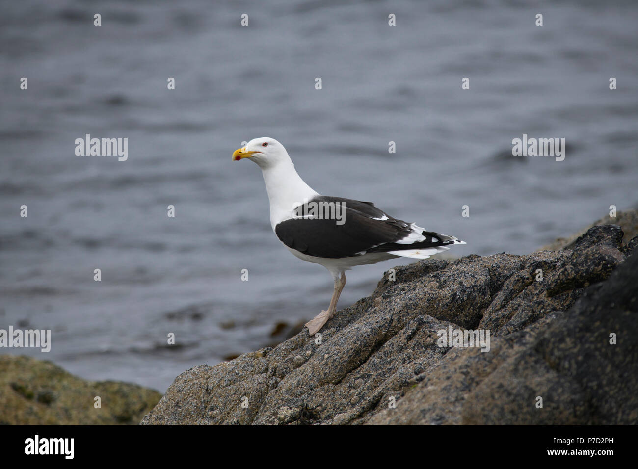 Great black-backed gull (Larus marinus) on coastal rocks, Unst, Shetland, UK Stock Photo