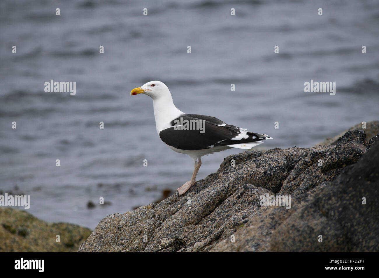 Great black-backed gull (Larus marinus) on coastal rocks, Unst, Shetland, UK Stock Photo