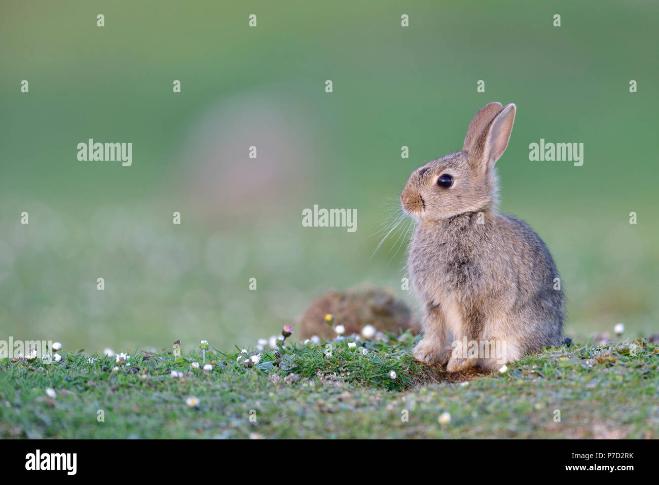 Young wild rabbit (Oryctolagus cuniculus) sits in front of its den