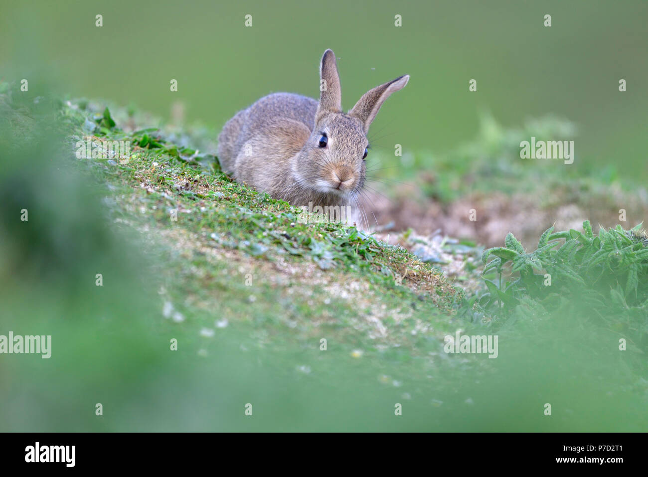 Young wild rabbit (Oryctolagus cuniculus) sits in front of its den