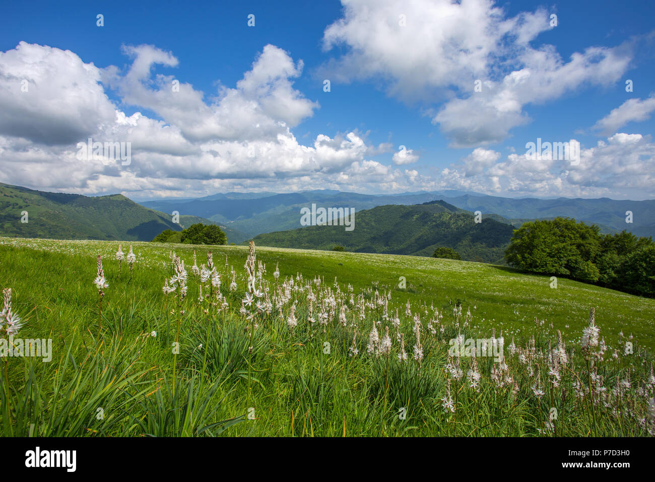 Meadow expanses with asphodels and narcissus flowers under a blue sky with clouds. Stock Photo