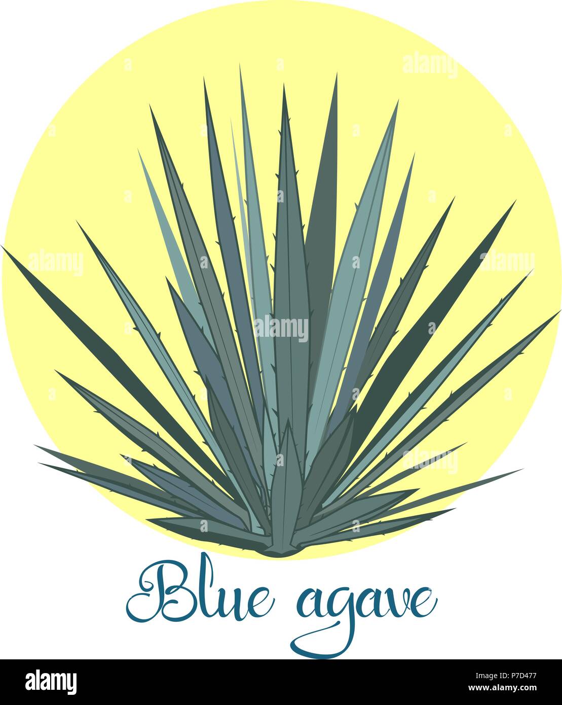 Tequila agave plant or blue agave. Vector illustration isolated on white background Stock Vector