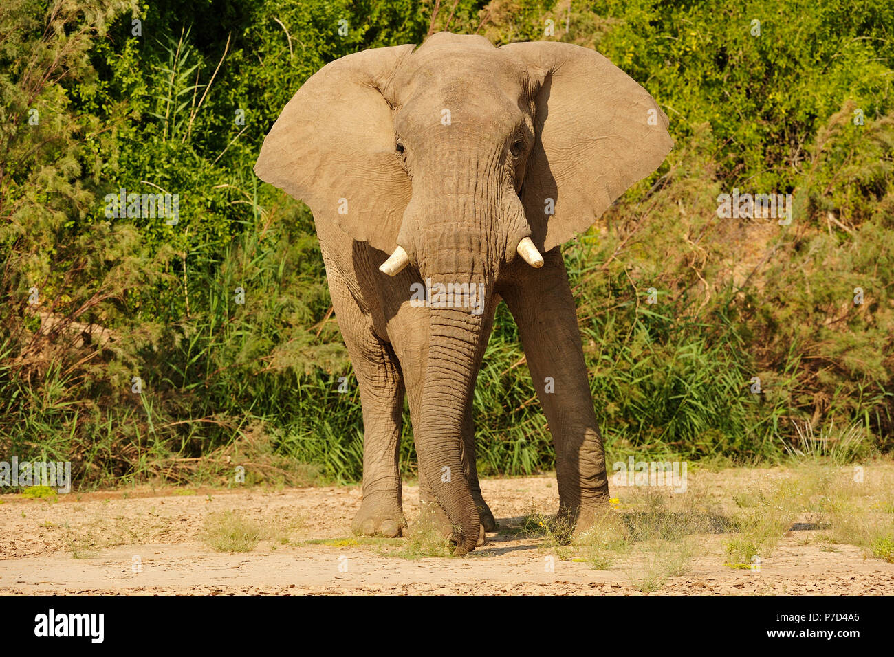 Rare Namibian Desert Elephant (Loxodonta africana), Hoanib River, Namib, Kaokoveld, Kunene, Namibia Stock Photo