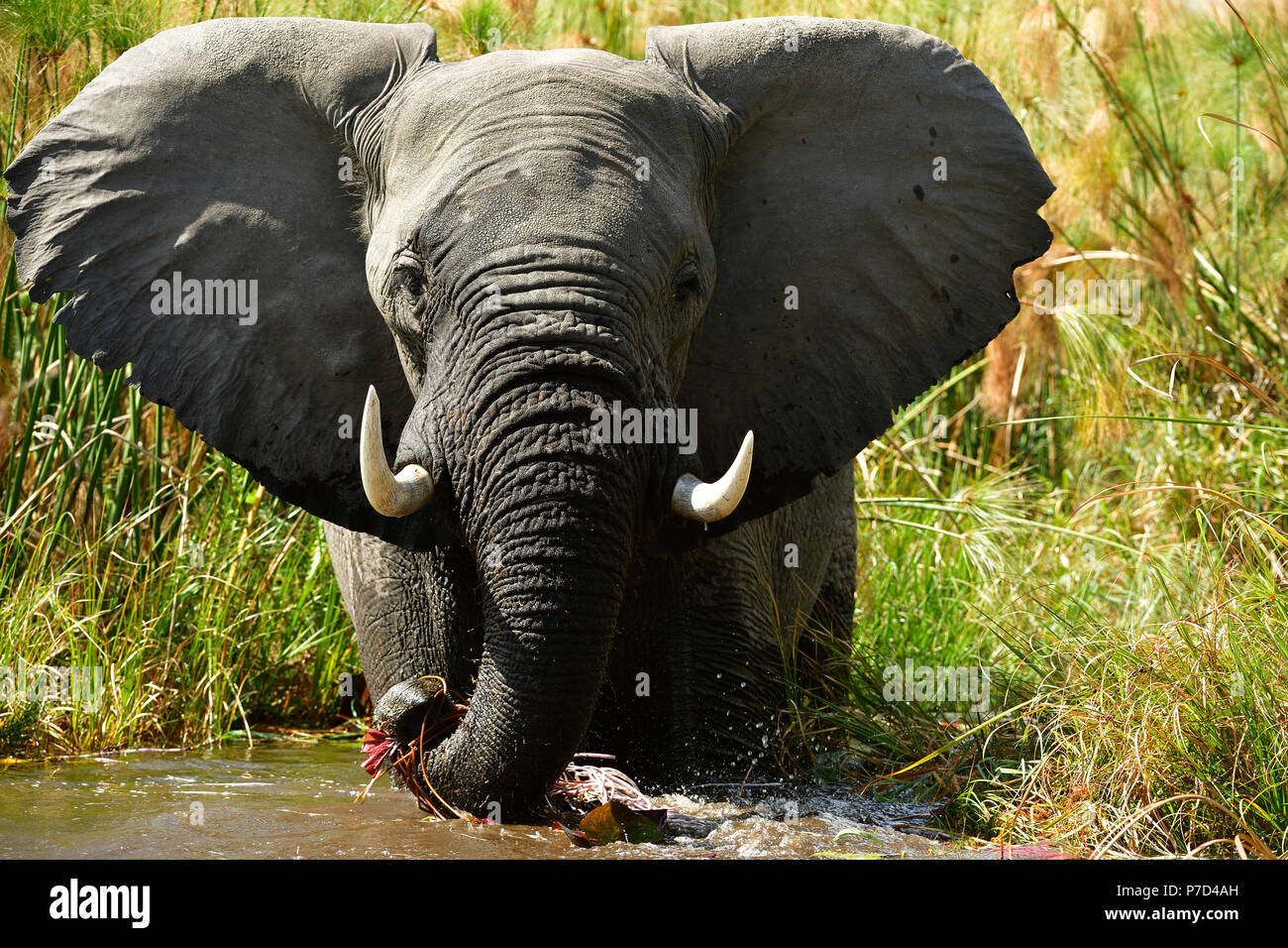 Elephant (Loxodonta africana) standing in water, Okavango Delta, Botswana Stock Photo