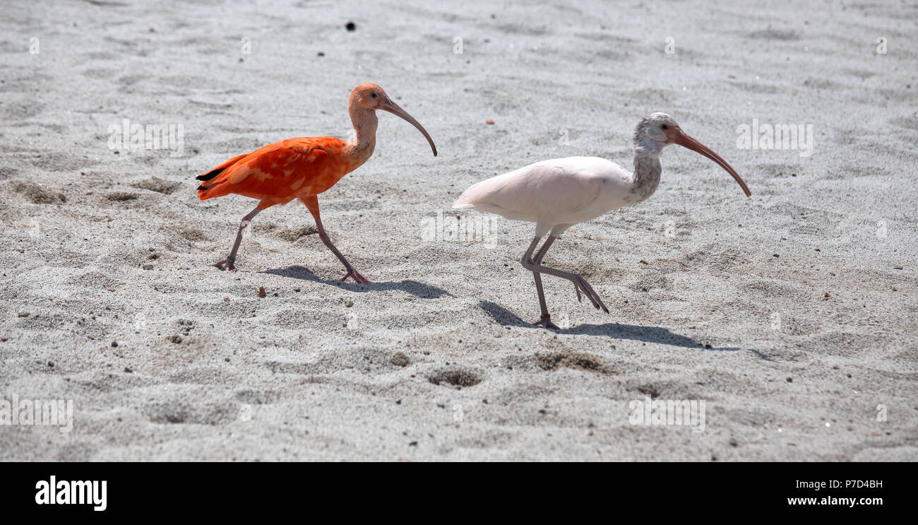 Couple of Ibis bird, one red and one white walks on the dust. Stock Photo