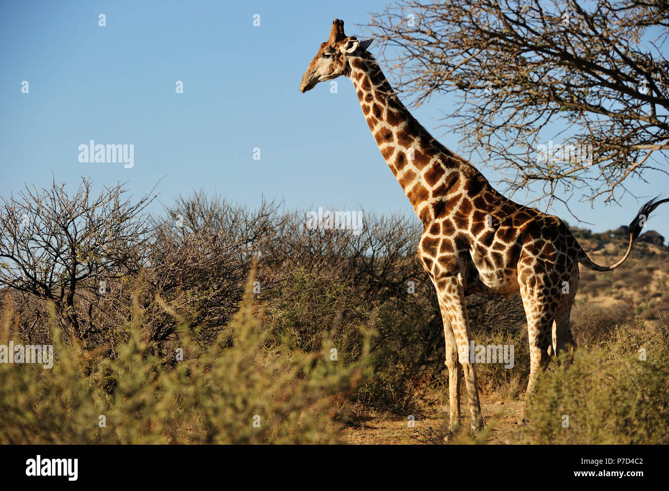 Giraffe (Giraffa camelopardalis) in Bushland, Otjozondjupa Region, Namibia Stock Photo