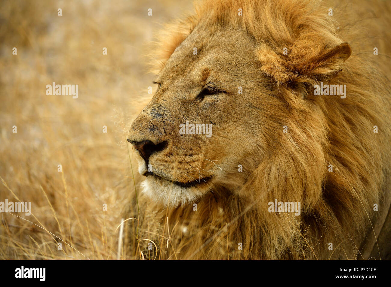 Lion (Panthera leo), male, animal portrait, Moremi National Park, Moremi Wildlife Reserve, Okavango Delta, Botswana Stock Photo