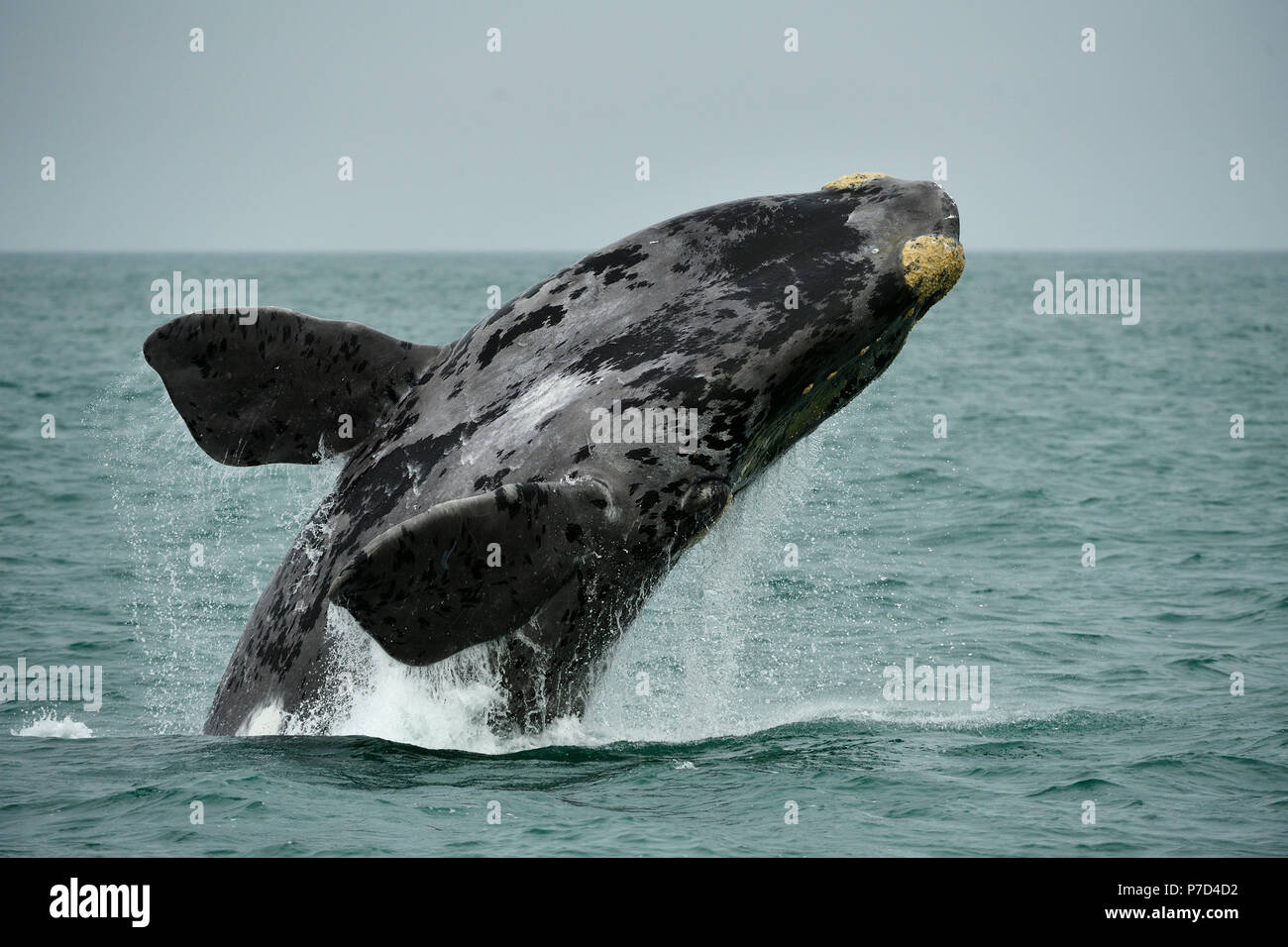 Southern right whale (Eubalaena glacialis), breaching, jumps out of the water, Lüderitz, Atlantic, Namibia Stock Photo