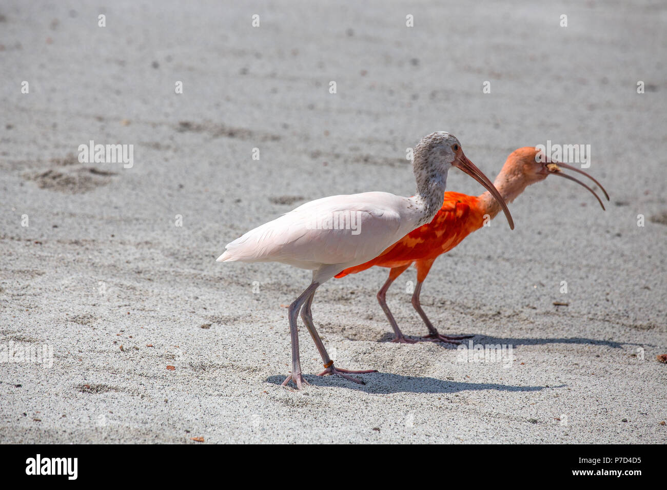 Couple of Ibis bird, one red and one white walks on the dust. Stock Photo