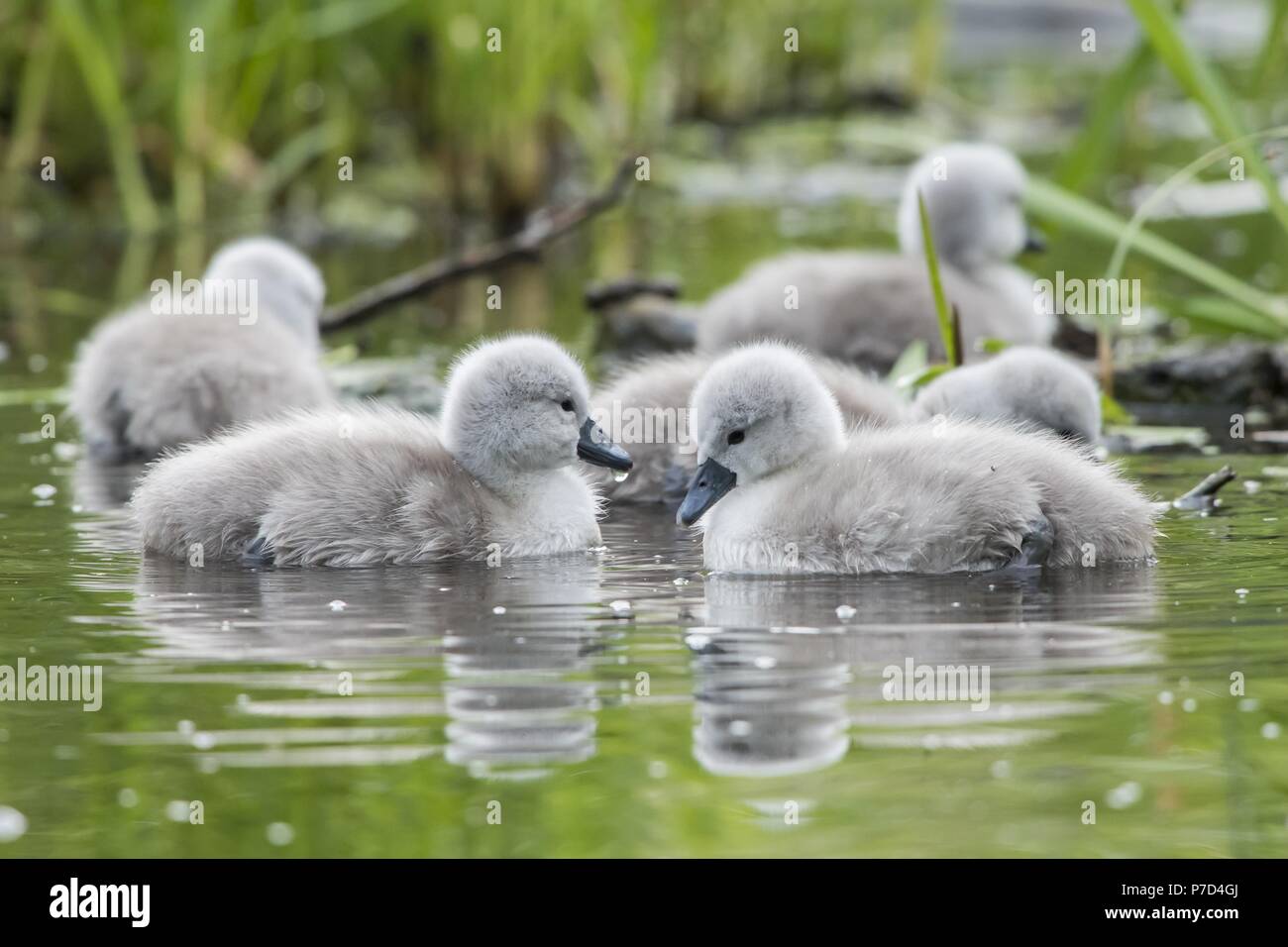 Mute swan chicks (Cygnus olor) swimming on the water, Hesse, Germany Stock Photo