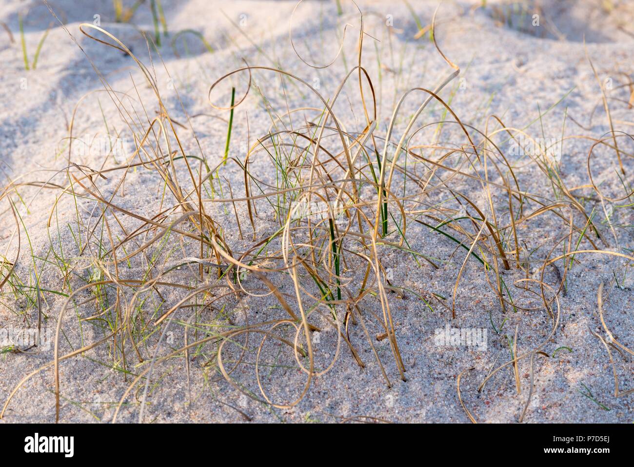 Sand Sedge (Carex arenaria), Dünenheide Nature Reserve, Hiddensee Island, Mecklenburg-Western Pomerania, Germany Stock Photo
