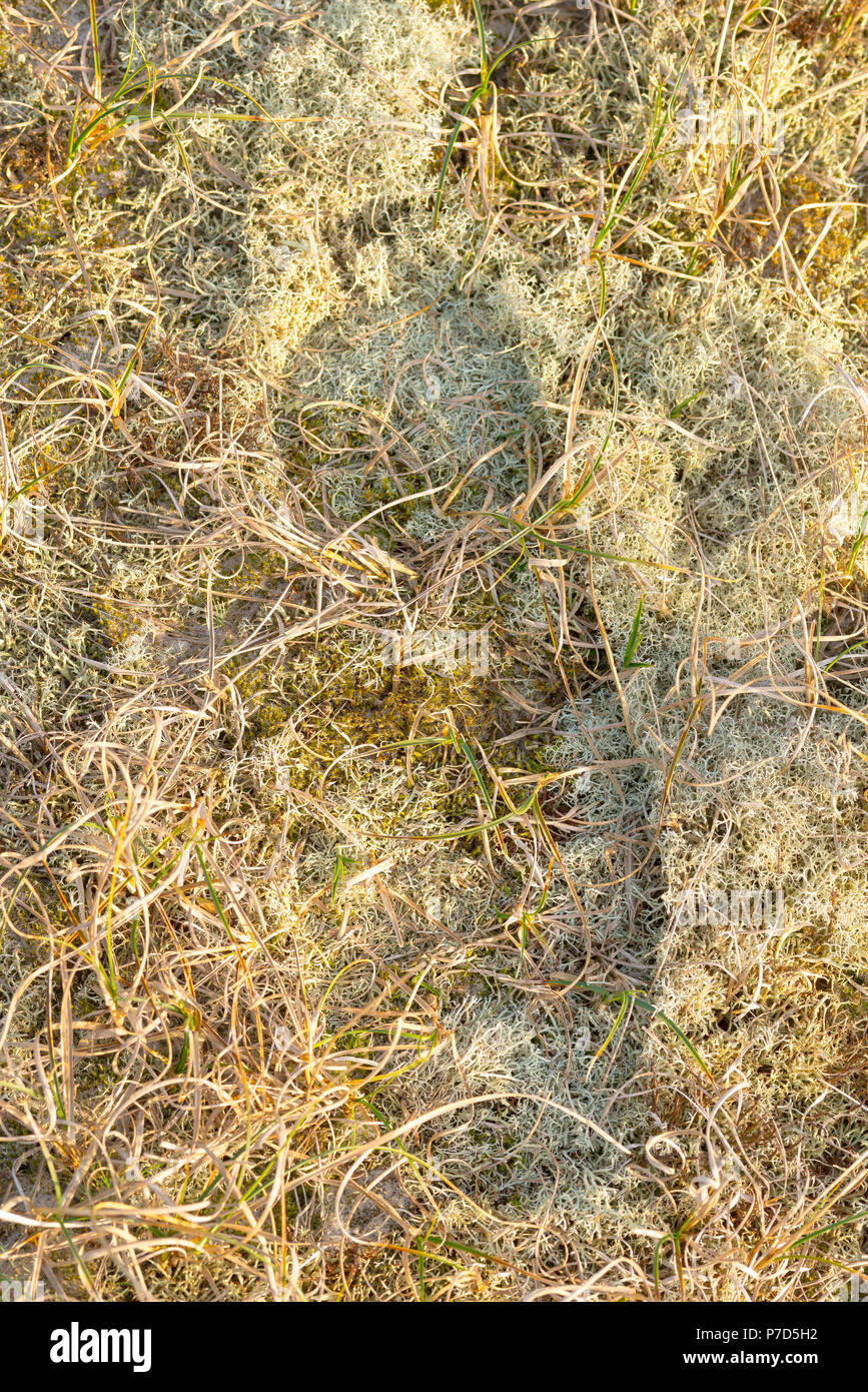Footprint in sensitive vegetation, sand sedge (Carex arenaria), Reindeer lichen (Cladonia rangiferina), mosses Stock Photo