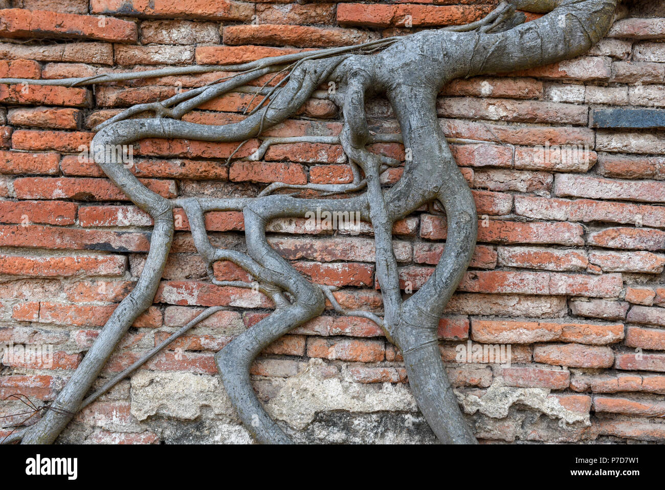 Tree roots hi-res stock photography and images - Alamy