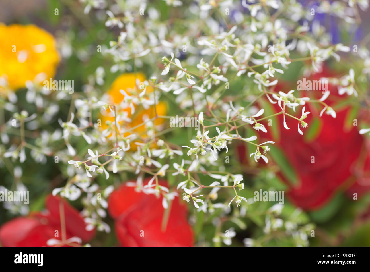multicolored flowers in bunch selective focus Stock Photo